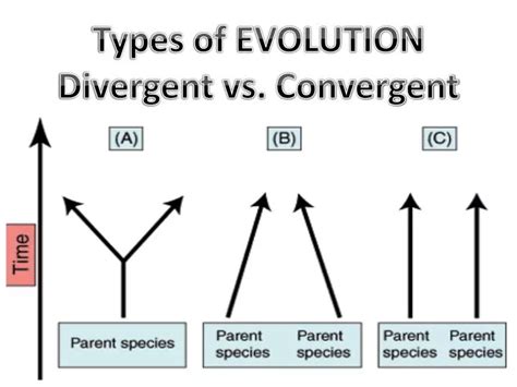 PPT - Types of EVOLUTION Divergent vs. Convergent PowerPoint Presentation - ID:1836137