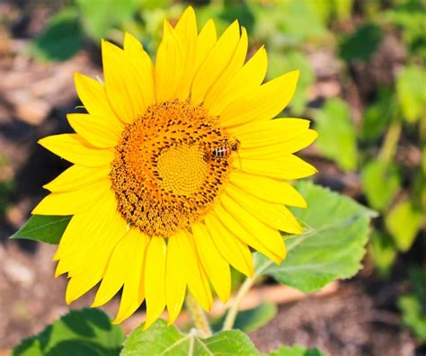 Premium Photo Bright Yellow Sunflower With Bee