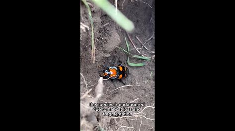 American Burying Beetles Reintroduced Into The Wild Youtube