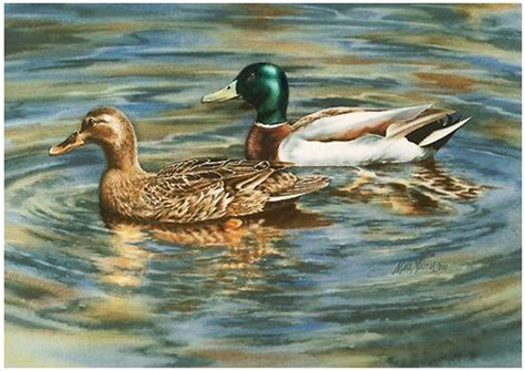 A Couple Of Mallard Ducks Watercolor Duck Art Duck In Water