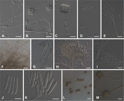 Survey Identification And Characterization Of Cylindrocarpon Like