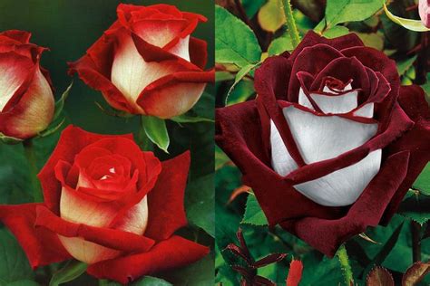 Are Osiria Roses Real and How Do You Grow Them?