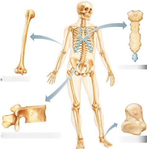 ANAT 140 Le système osseux Diagram Quizlet