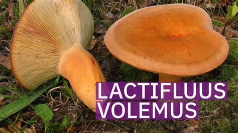 Lactifluus Volemus Youtube