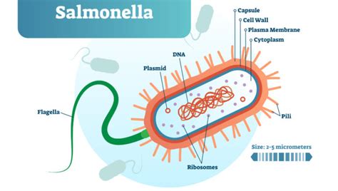 Salmonella sickens 30 in Finland | Food Safety News