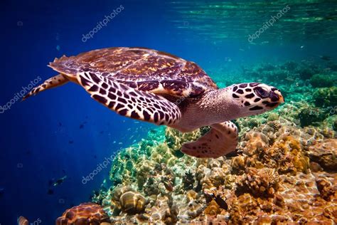 Hawksbill Turtle Eretmochelys Imbricata Stock Photo Cookelma