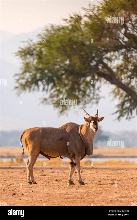 A Herd Of Eland Seen In Zimbabwes Mana Pools National Park Stock Photo