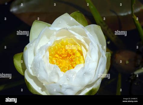 Single White Water Lilly Nymphaea Alba Flower Floating In Lilly Pond