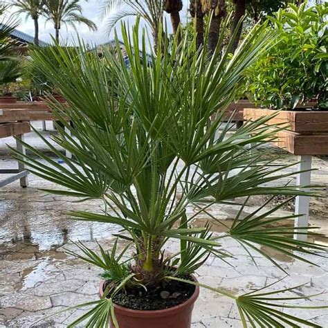 Chamaerops Humilis Eden Park Garden Centre