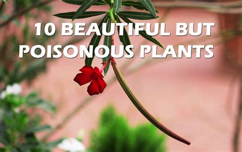 10 Beautiful But Poisonous Plants