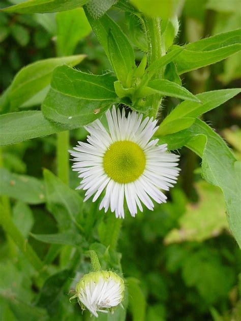 Erigeron Annuus Annual Fleabane Go Botany