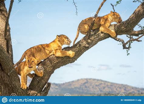 Three Lion Cubs Climb Along Tree Branch Stock Image Image Of Drive