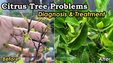 How I Saved A Sick Clementine Mandarin Tree Citrus Tree Diseases Diagnosis And Treatment