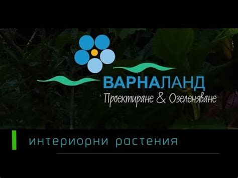 Какво ново в магазина за цветя. Предпразнични намаления на саксийни ...