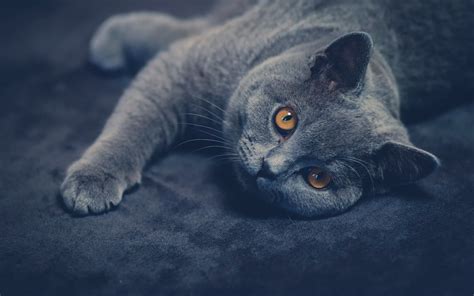 Russian blue cat #cat #animals British shorthair #1080P #wallpaper # ...