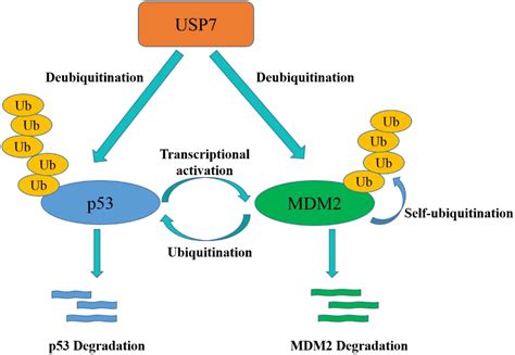 Frontiers Usp7 Novel Drug Target In Cancer Therapy