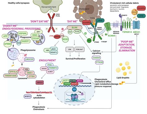 The Complex Genetic Architecture Of Alzheimer S Disease Novel Insights