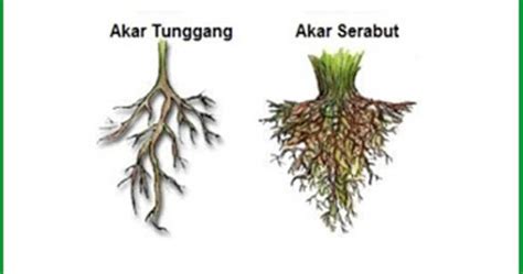 Akar Tunggang dan Akar Serabut - Iwan Ridwan