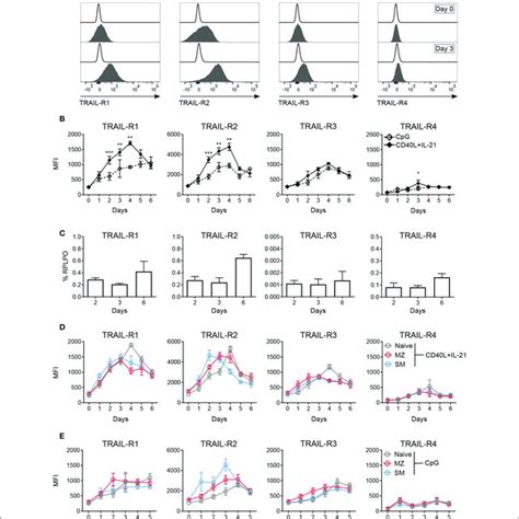 TRAIL Induces Caspase 3 Activation And Promotes Apoptosis In