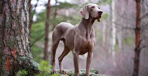 Wy E W Gierski Vizsla Charakter Usposobienie Cena Gigakarma