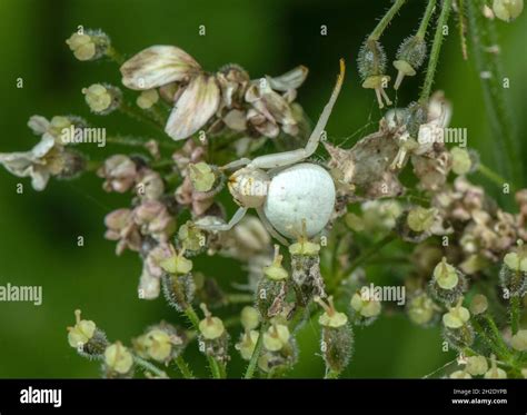 Female Crab spider, Misumena vatia, on white umbel flowers Stock Photo ...