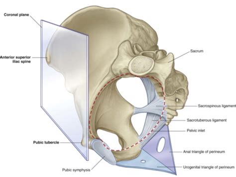 Urogenital And Anal Triangles Flashcards Quizlet