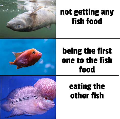 Fish Meme Rfish
