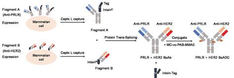 Bispecific Antibody Drug Conjugates ADCs Emerging Trends Biopharma PEG