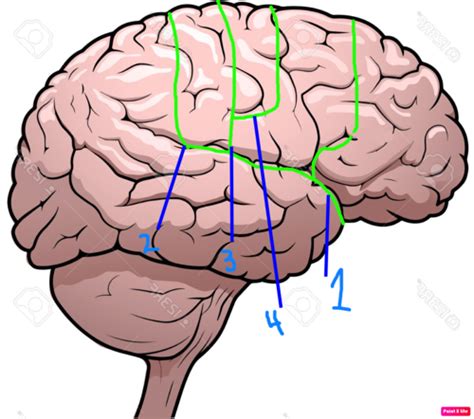 Anatomy Neuro Flashcards Quizlet