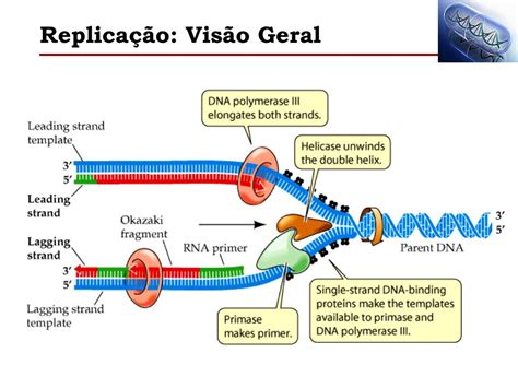 Ppt Replica O Do Dna Transposons Powerpoint Presentation Id