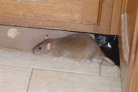 Cara Menghilangkan Tikus Di Rumah Homecare24