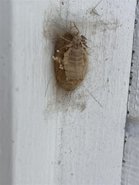 [northeast Florida] Whats This Bug That Appears To Be Laying Her Eggs