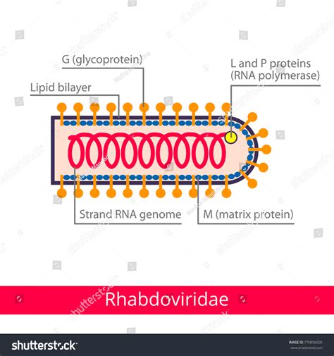 Rhabdoviridae Classification Viruses Vector Biology Icons Stock Vector ...