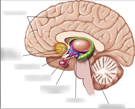 Brain Diagram Psy 101 Exam 2 Diagram Quizlet