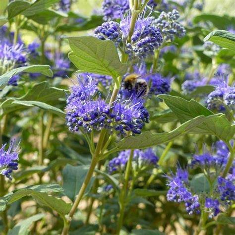 Caryopteris x clandonensis 'Grand Bleu' – Barnsdale Gardens