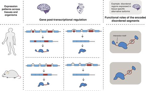 Classification Of Intrinsically Disordered Regions And Proteins