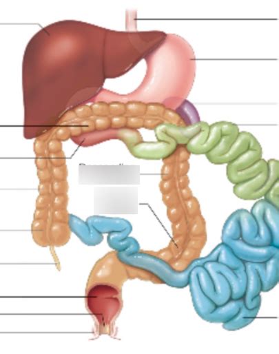 Small And Large Intestine Diagram Quizlet