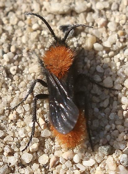 Dasymutilla Species Dasymutilla BugGuide Net