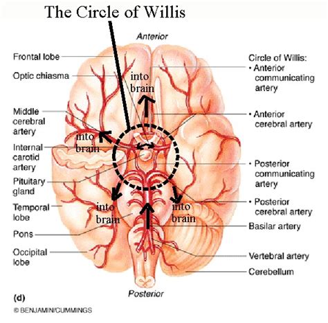 THE CIRCLE OF WILLIS Pinoy Nurses Galore