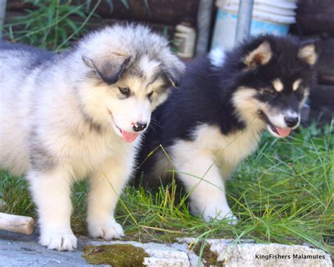 Alaskan Malamute Reviews and Pictures: Cute Alaskan Malamute Puppies Pictures Collections