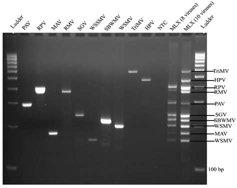 Multiplex Pcr