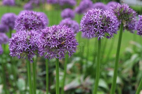 Allium Giganteum Flower Heads Also Called A Giant Onion Allium Stock