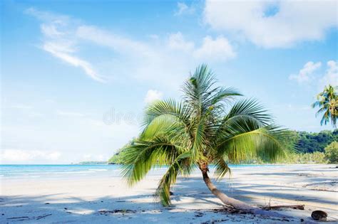 Arbre De Noix De Coco Sur La Plage Avec Beau Du Ciel Image Stock