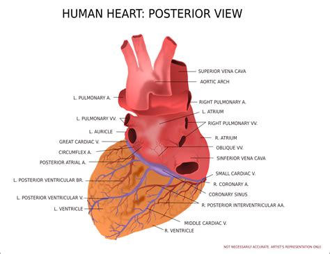 Heart Posterior View