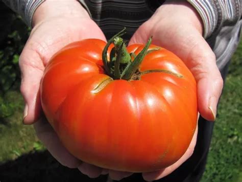 Semillas De Tomate Gigante Beefsteak Variedad Criolla