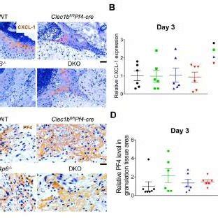 Figure S6 Normal Expression Of CXCL 1 And PF 4 At Day 3 Post Injury In