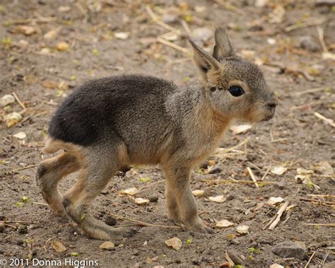 Baby Patagonian Mara Cute Animals Weird Animals Cute Baby Animals