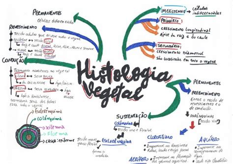 Mapa Mental Sobre Histologia Vegetal Study Maps Em Histologia