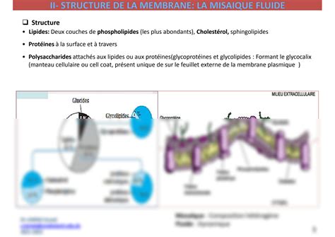 SOLUTION Chapitre 3 Biologie Cellulaire La Membrane Plasmique 2023