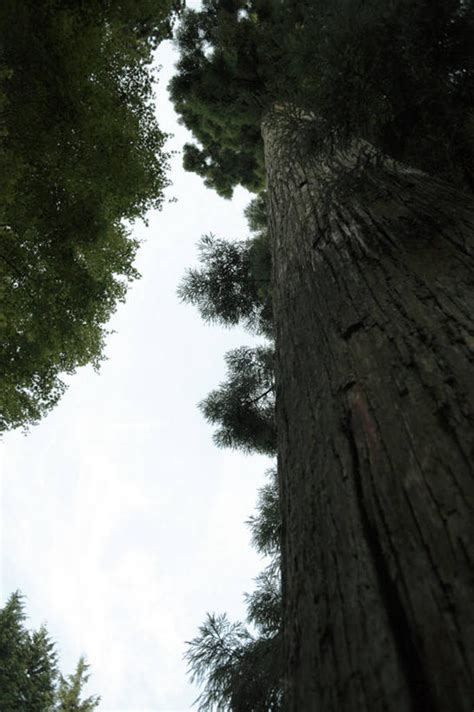 无人竖图室外白天仰视旅游度假美景植物松树长野县日本亚洲阴影光线纹路纹理影子景观云云朵树桩雪松云彩